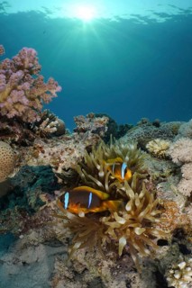 Red sea anemonefish (Amphiprion bicinctus)