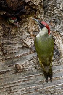 European Green Woodpecker (Picus viridis) female feeding chick in nest hole, North