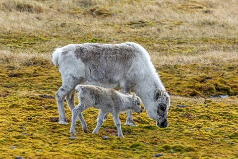 Svalbard reindeer (Rangifer tarandus platyrhynchus) moulting female, cow with calf foraging on the