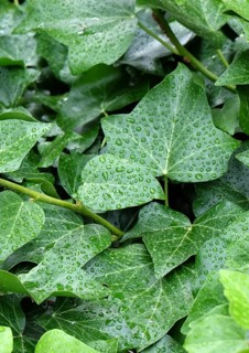 Irish ivy (Hedera hibernica), Germany