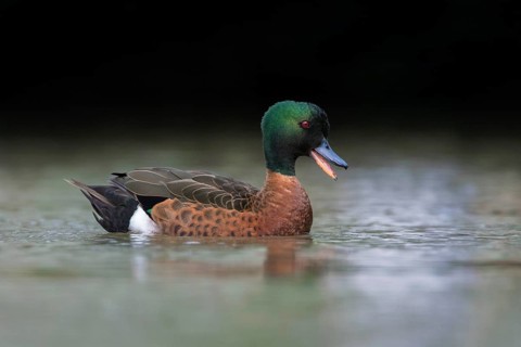 Chestnut Teal (Anas castanea) male calling, Victoria, Australia