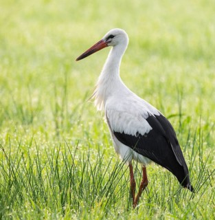 White stork (Ciconia ciconia) foraging in a meadow, Lower Saxony, Germany