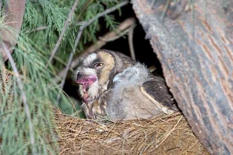 Long-eared Owl Asio otus Anza Borrego State Park, CALIFORNIA, USA April Adult & immature Strigidae