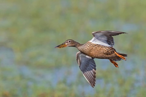 Shoveler, (Anas clypeata), flight photo, animals, birds, ducks, duck family, female, Lake Neusiedl,