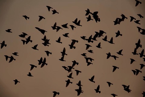 Bohemian waxwing (Bombycilla garrulus) adult birds flying in a flock silhouette at sunset, Norfolk,