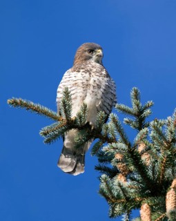Broad-winged Hawk, Buteo platypterus, perched in Saskatoon in the fall, Saskatchewan