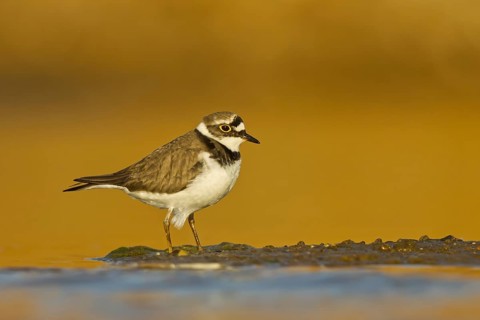 Little Ringed Plover (Charadrius dubius) female foraging, North Rhine-Westphalia, Germany