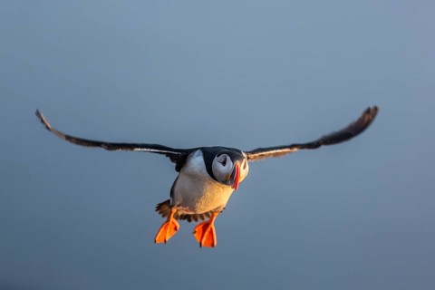 Atlantic Puffin (Fratercula arctica) flying, Látrabjarg, Iceland