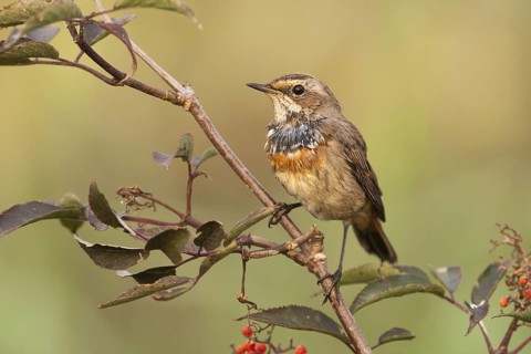 Bluethroat (Luscinia svecica cyanecula) juvenile male, Nizhegorodskaya, Russia