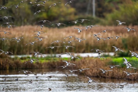 Black-tailed Godwits, Limosa limosa, birds in flight over marshes