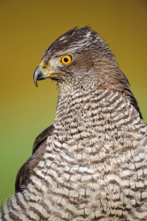 Northern Goshawk (Accipiter gentilis), Lower Saxony, Germany
