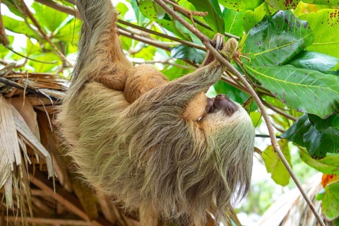 Daytime, two toed sloth (Choloepura hoffmanni) with baby two-toed sloths mother and baby touching