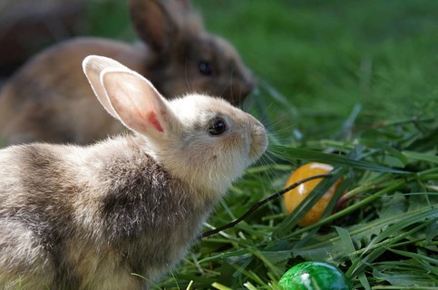 Rabbit (cuniculus), portrait, Easter, Easter egg, cute, Easter bunny, Two rabbits sitting in the