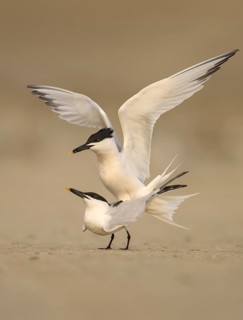 Sandwich Tern (Thalasseus sandvicensis) pair mating, Texas, USA