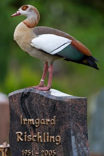 Nile goose, (Alopochen aegyptiacus), animals, birds, geese, standing on a gravestone at the