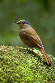 Large Niltava (Niltava grandis) female, Bidoup National Park, Vietnam