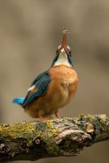 Ijsvogel, Kingfisher, Alcedo atthis ispida