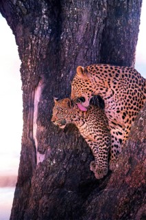 Leopard, with young, 6 months, old, Panthera pardus, Botswana, Botswana, Botswana