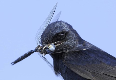 Purple Martin (Progne subis), British Columbia, Canada