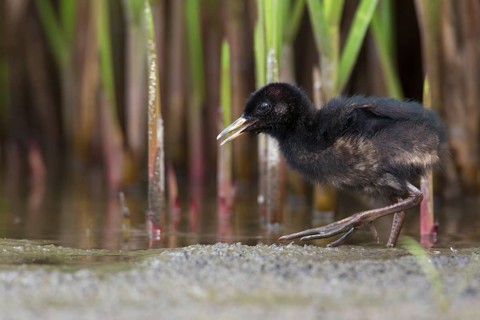 Water Rail (Rallus aquaticus) juvenile, Saxony, Germany