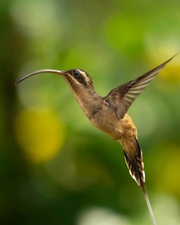A beautiful hummingbird hovers gracefully in the lush rainforests of Belize, showcasing its long
