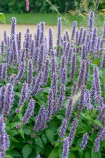 Scented nettle (Agastache 'Blue Fortune'),  Germany