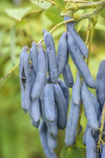 Blue sausage fruit (Decaisnea fargesii), Treptower Park, Hanover, Lower Saxony, Germany