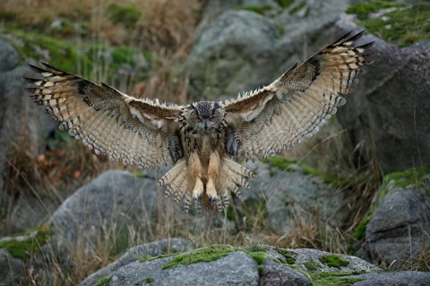 Europäischer Uhu, lat. Bubo bubo, im frontalen Landeanflug auf einen Felsen