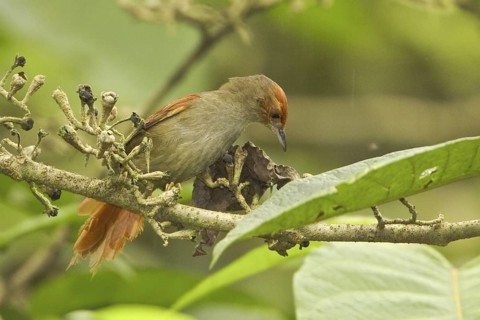 Red-faced Spinetail (Cranioleuca erythrops)