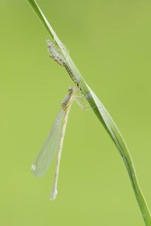 Willow Emerald Damselfly (Chalcolestes viridis) freshly hatched dragonfly and exuvia, North