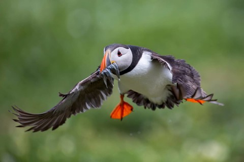 Atlantic Puffin (Fratercula arctica) flying with sandeels in bill, Farne Islands, United Kingdom