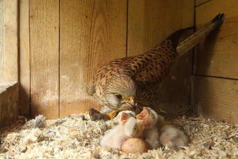 Common Kestrel (Falco tinnunculus) chicks, Lower Saxony, Germany