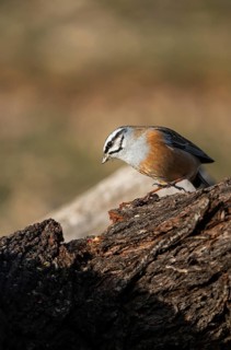 A Rock bunting (Emberiza cia) stands on rough tree bark, displaying its distinctive facial markings