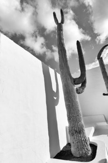 Giant cactus, former home of the artist, monochrome, Fundacion Cesar Manrique, Tahiche, Teguise,