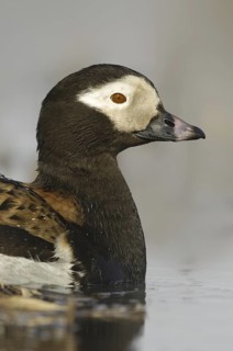 Long-tailed Duck (Clangula hyemalis) male, Alaska, USA