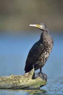 Great Cormorant (Phalacrocorax carbo), North Rhine-Westphalia, Germany