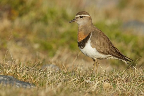 Rufous-chested Dotterel (Charadrius modestus) on the ground in the Falkland Islands