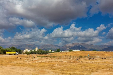 Landscape Oman, Raysut Waste Water Treatment Plant, Tree, Palm, Building, Steppe Eagle, Aquila