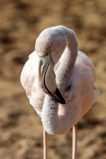 Flamingo (Phoenicopteridae), Galapagos, Ecuador