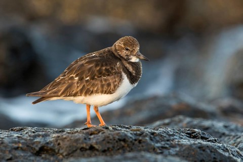 Ruddy Turnstone (Arenaria interpres) feeding amongst the rocks, Fuerteventura, Spain