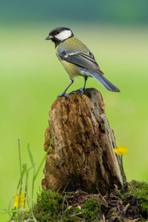 Great Tit (Parus major), Lower Saxony, Germany