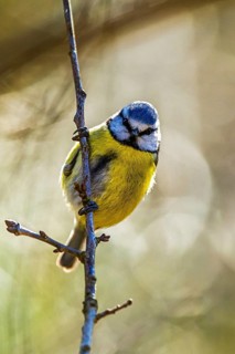 Blue Tit, Cyanistes Caeruleus