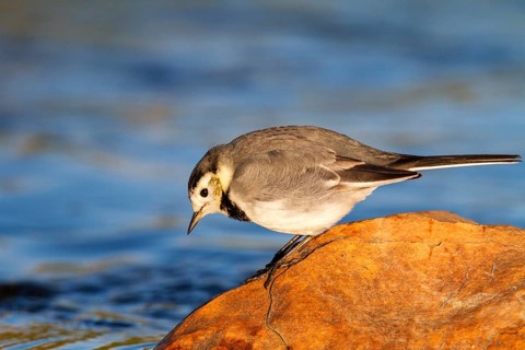 White Wagtail (Motacilla alba), Castile-La Mancha, Spain