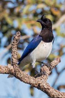 Curl-crested Jay (Cyanocorax cristatellus) perched on a branch in the Pantanal of Brazil