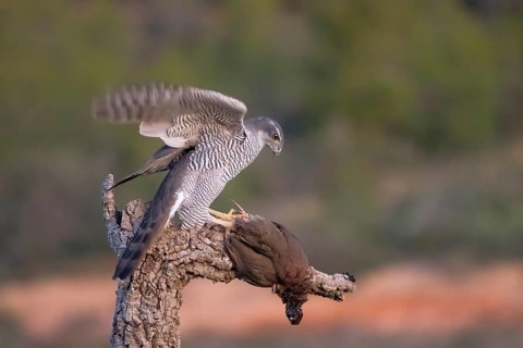 A striking Northern Goshawk female with sharp gray plumage perched on a rugged tree branch,