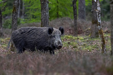 The wild boar (Sus scrofa) has slept the day away in a spruce thicket, in the early evening it