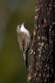 White-throated Treecreeper (Cormobates leucophaea) male, Victoria, Australia