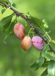 Plum (Prunus domestica 'Wohlriechender Spilling'), Tübingen Botanical Garden, Germany