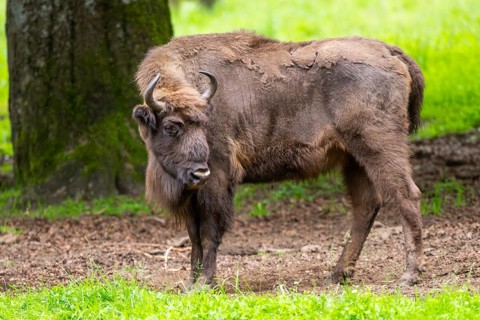 European bison (Bison bonasus) standing under a tree in summer, Bavarian Forest, Germany