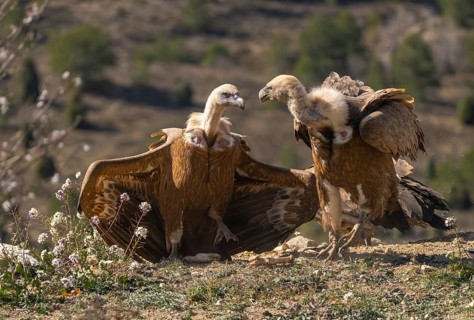 Two Griffon Vultures engage in intriguing interaction, displaying their impressive wings amidst a